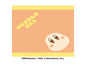 Pupupu face Face towel ②Waddle dee
